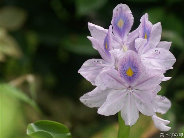 Fondos de exquisitas flores #30