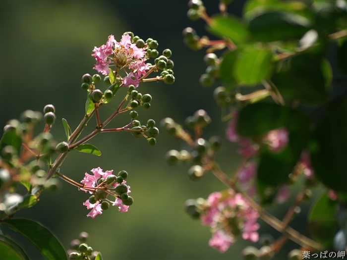 Fleurs exquises d'écran #36