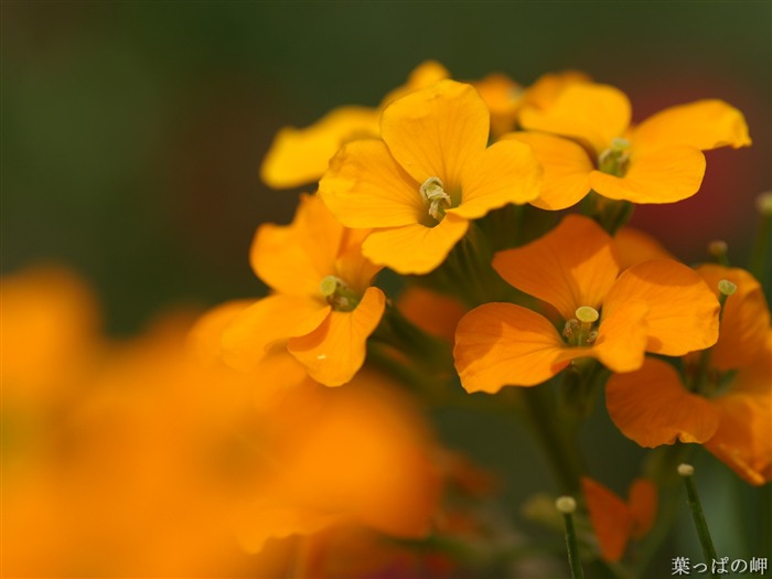 Fondos de exquisitas flores #39