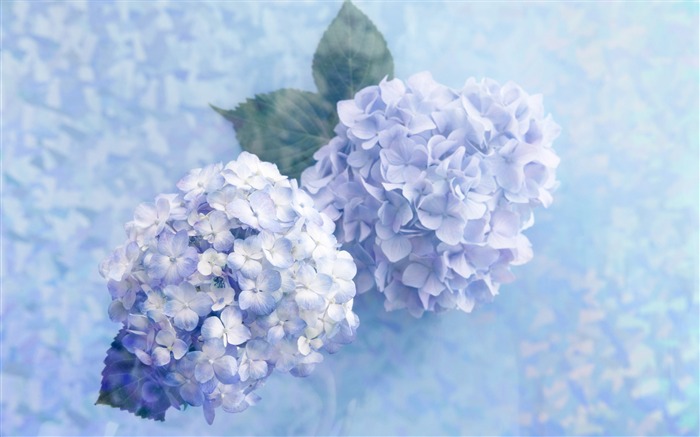 Blumen Geschenke HD Wallpapers (4) #8