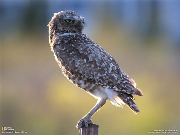 National Geographic Tapety zvířat články (2) #2