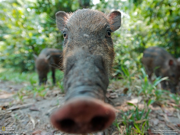 National Geographic Wallpapers articles animaux (2) #7