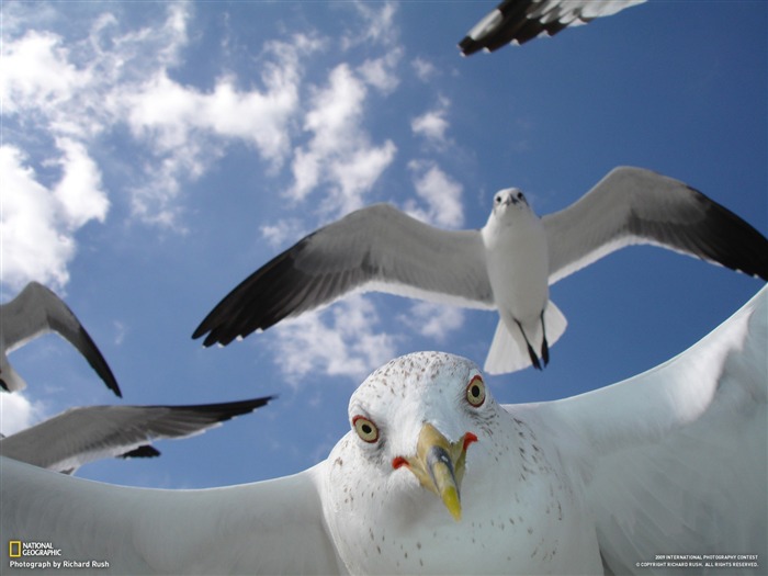 National Geographic Tapety zvířat články (2) #10