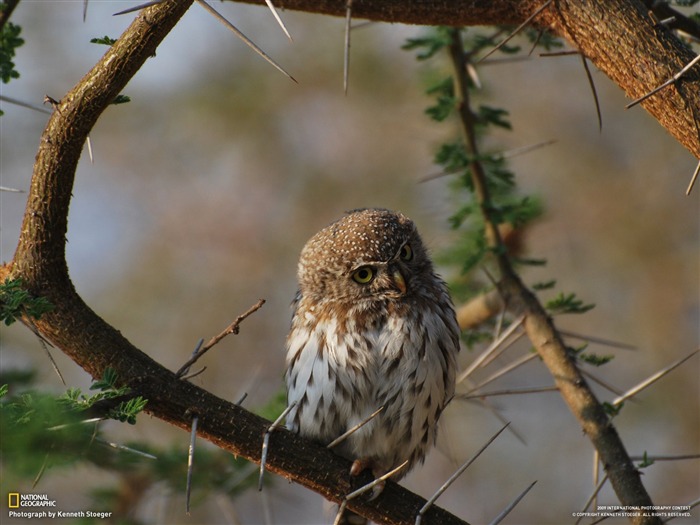 National Geographic Bilder Animal Artikel (2) #12