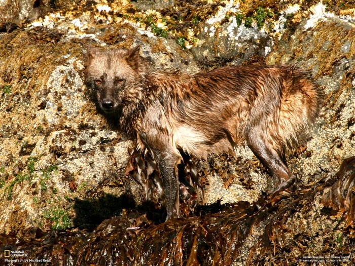 National Geographic Tapety zvířat články (2) #15