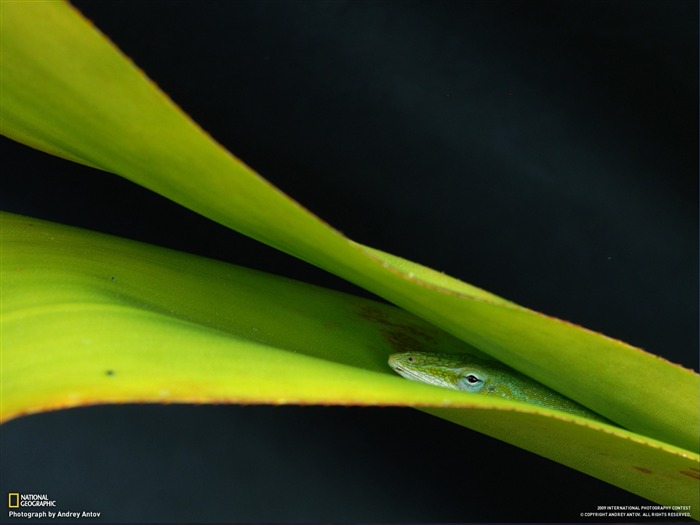 National Geographic Tapety zvířat články (2) #17