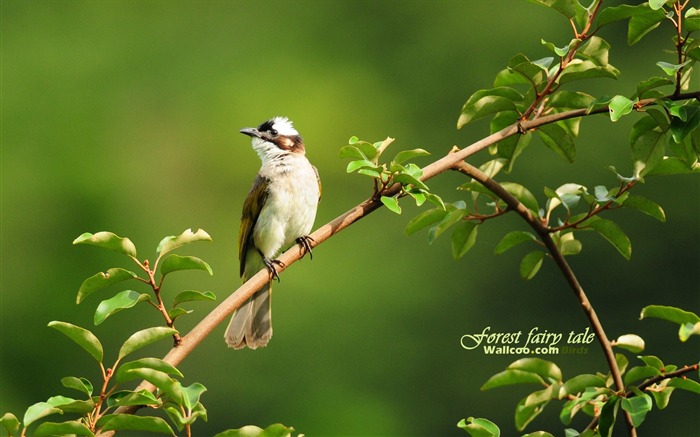 Beau papier peint des oiseaux au printemps #9