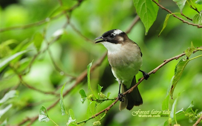 Beau papier peint des oiseaux au printemps #10