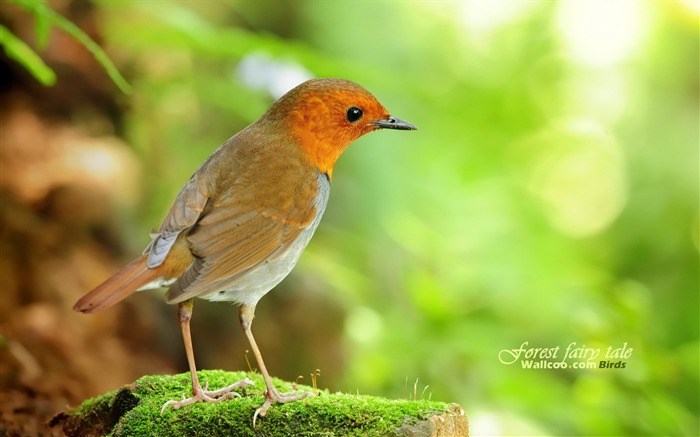 Lovely spring bird wallpaper #11