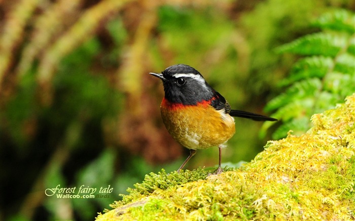 Beau papier peint des oiseaux au printemps #12