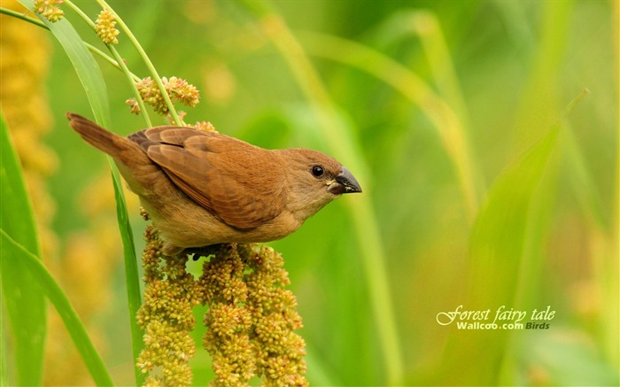 Lovely spring bird wallpaper #16