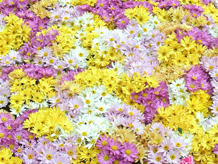 Flowers close-up (7) #3