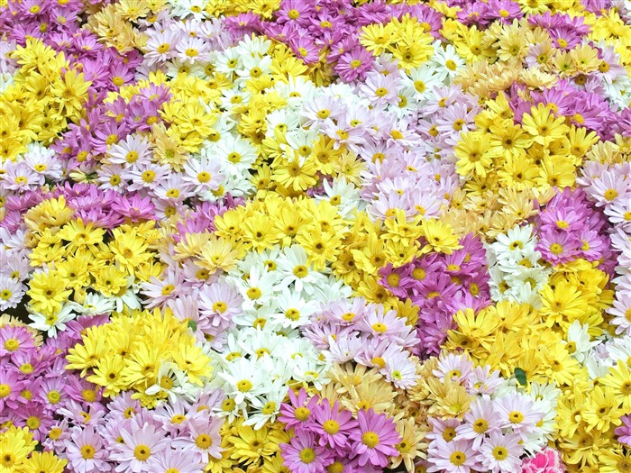 花クローズアップ(7) #3