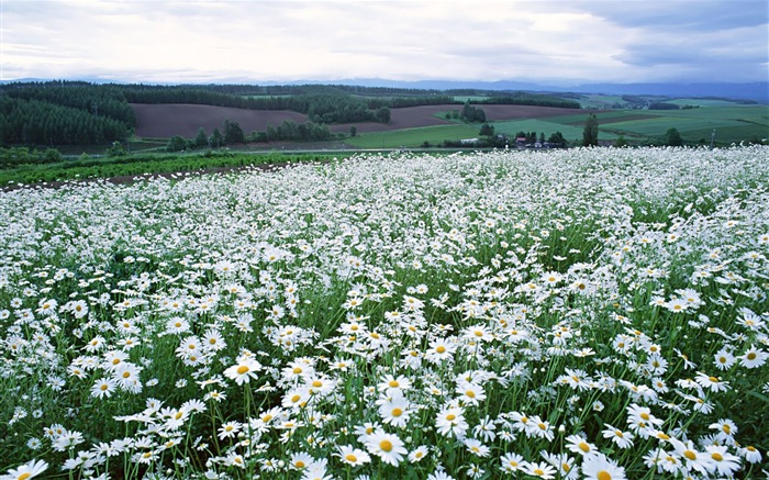 fonds d'écran un beau paysage naturel (4) #8