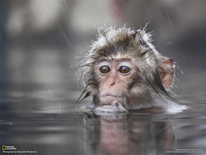 National Geographic Wallpapers articles animale (3) #10