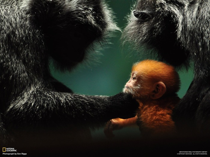 National Geographic Wallpapers articles animale (3) #12