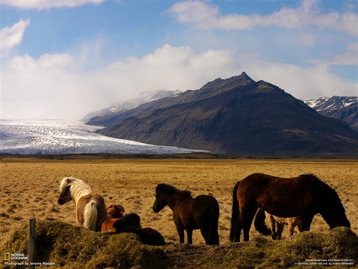 National Geographic Wallpapers Animal artículos (3) #13