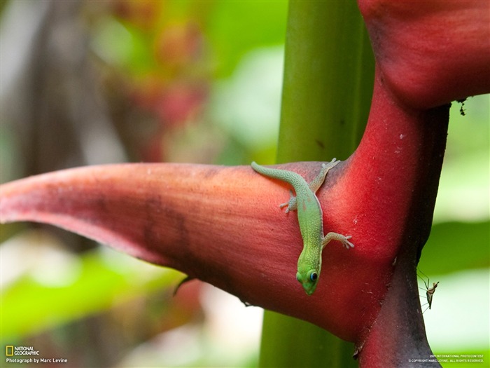 National Geographic Wallpapers Animal artículos (3) #18