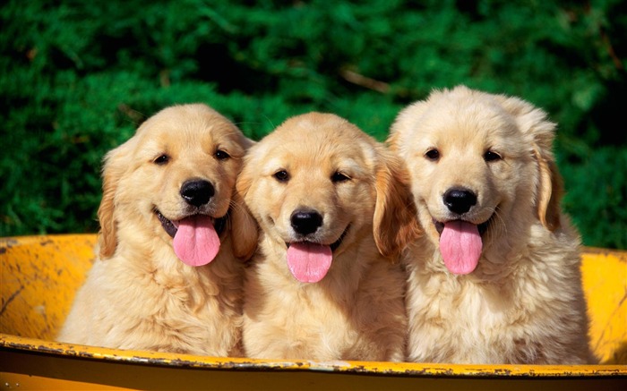 Puppy Photo HD wallpapers (1) #10