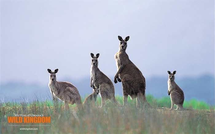 Fonds d'écran Wild Animal Kingdom #9