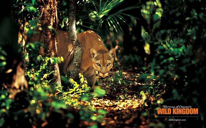 Fonds d'écran Wild Animal Kingdom #15