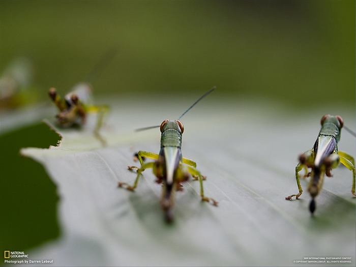 National Geographic Tapety zvířat články (4) #2