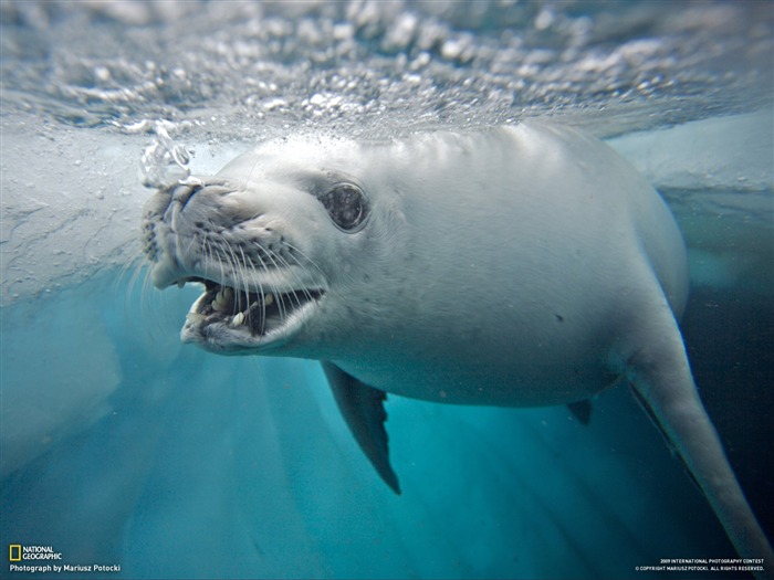 National Geographic Tapety zvířat články (4) #4