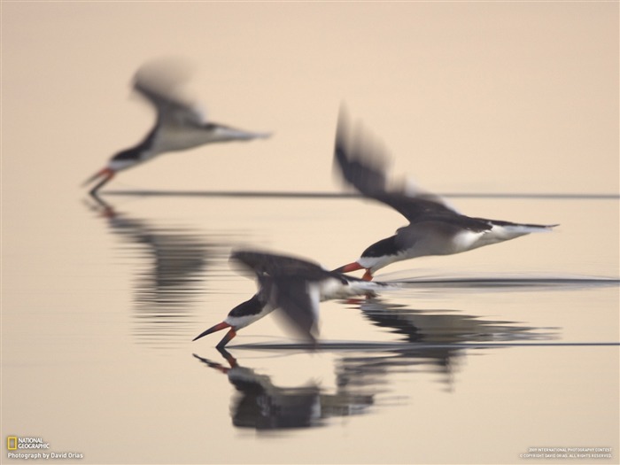 National Geographic Tapety zvířat články (4) #9