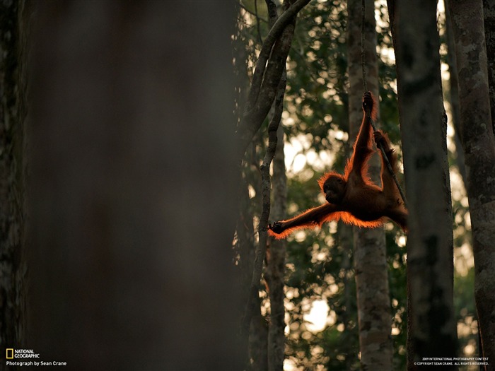 National Geographic Tapety zvířat články (4) #11