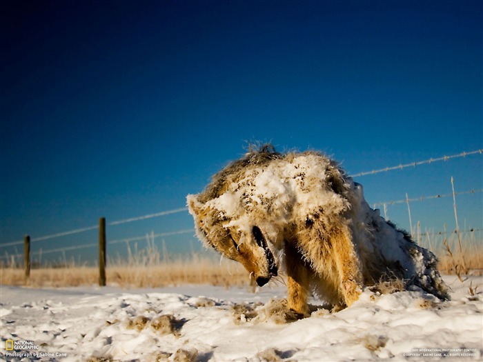 National Geographic Tapety zvířat články (4) #12