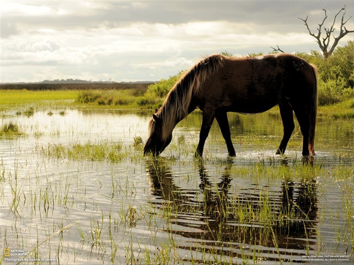 National Geographic Wallpapers articles animale (4) #13