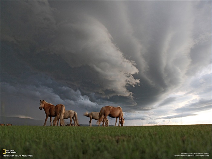 National Geographic Tapety zvířat články (4) #18