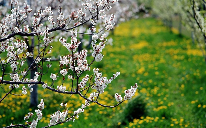 Flowers close-up (12) #8