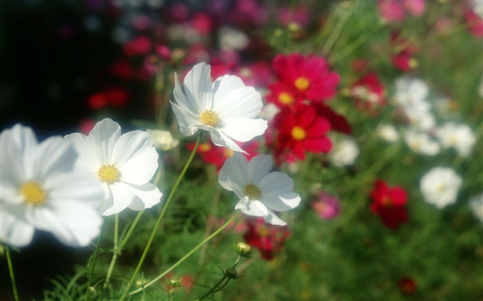 Flowers close-up (12) #11