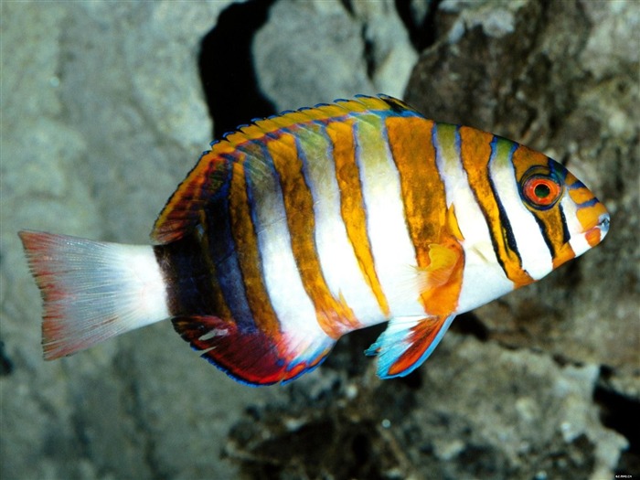 barevné tropické ryby wallpaper alba #16
