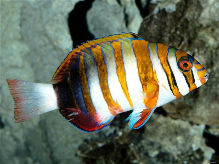 Álbumes coloridos fondos de escritorio de peces tropicales #16