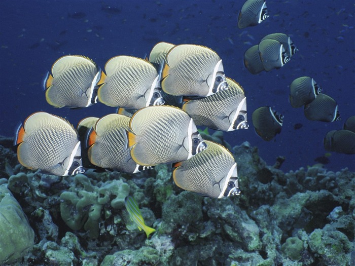 Bunten tropischen Fischen Tapete Alben #28