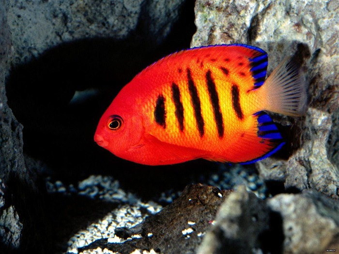 Colorful tropical fish wallpaper albums #1