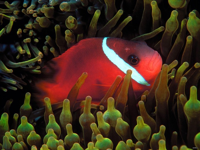 Bunten tropischen Fischen Tapete Alben #10