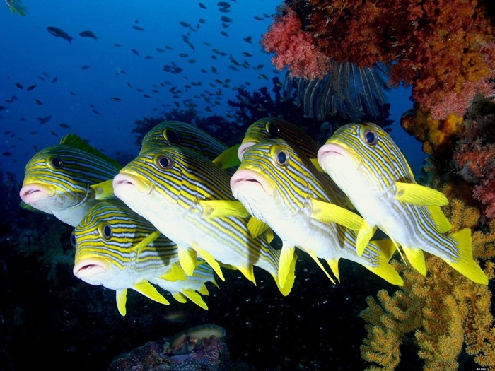 Bunten tropischen Fischen Tapete Alben #11