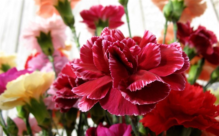 Mother's Day of the carnation wallpaper albums #8