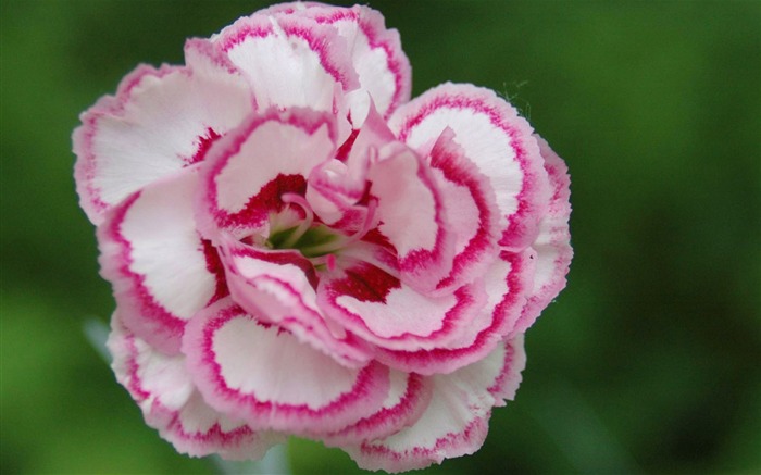 Mother's Day of the carnation wallpaper albums #18