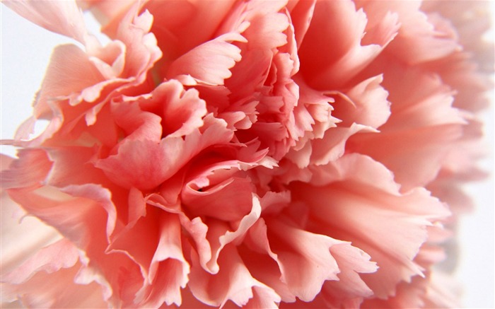 Mother's Day of the carnation wallpaper albums #19