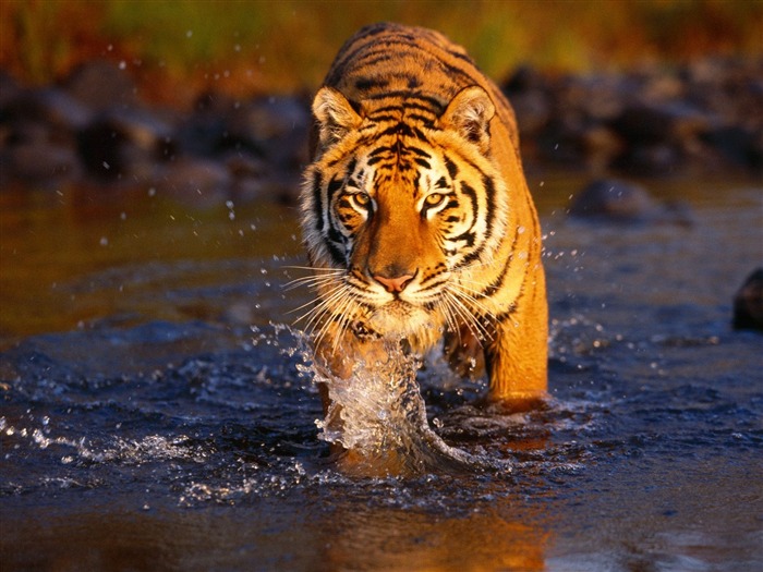 Tiger Foto tapety (2) #1
