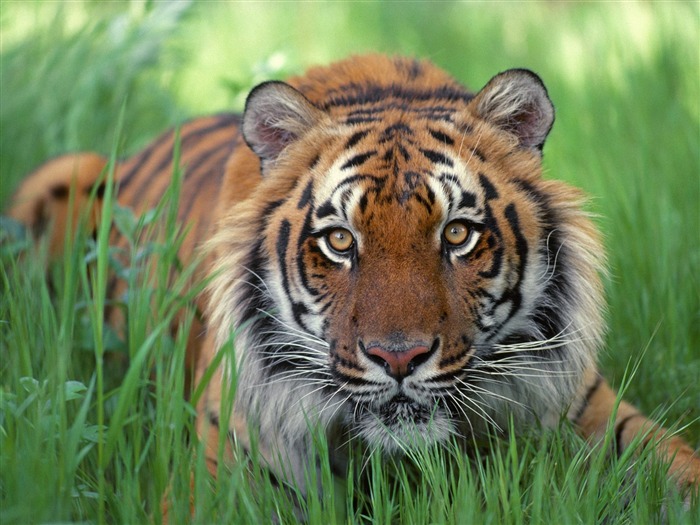 Foto Wallpaper Tigre (2) #2