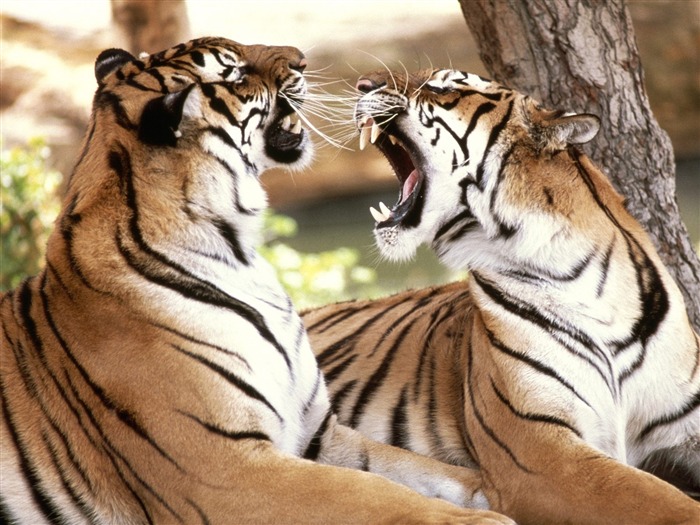 Foto Wallpaper Tigre (2) #8