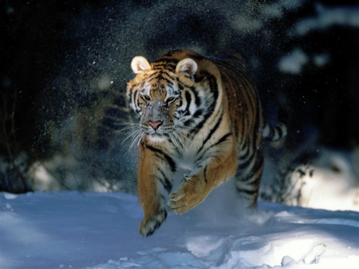 Foto Wallpaper Tigre (2) #11