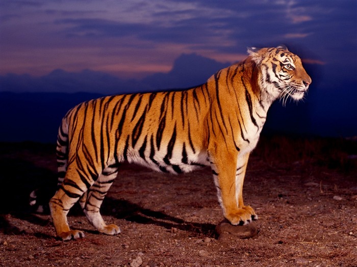 Tiger Foto tapety (2) #16