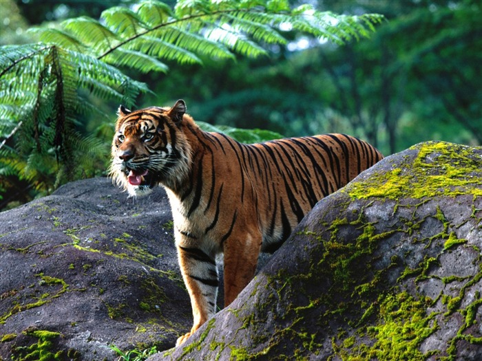 Tiger Foto tapety (2) #18
