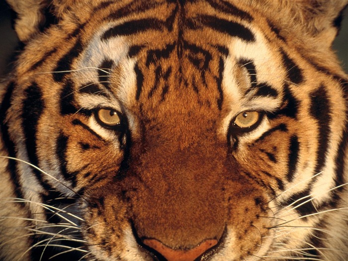 Foto Wallpaper Tigre (2) #19